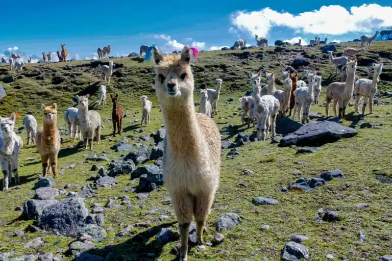 Alpacas in Peru